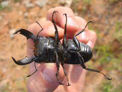 Serrognathus titanus nobuyukii