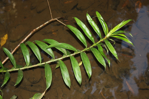 Freycinetia scandens observed 2026-09-13