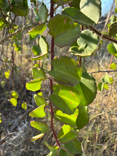 Cissus discolor observed 2026-09-13