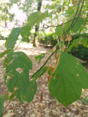 box elder