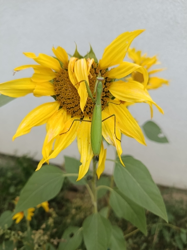 European Mantis