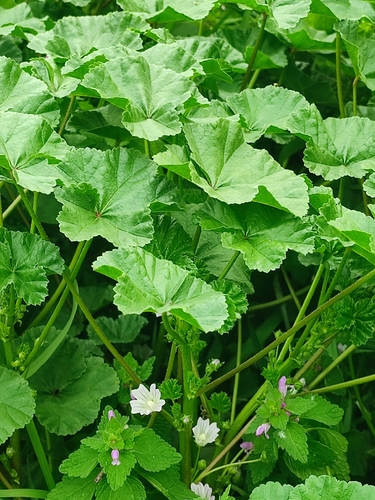 dwarf mallow