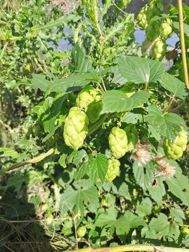 common hops
