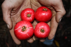 Syzygium hodgkinsoniae