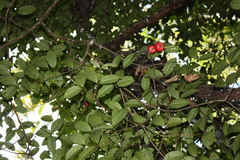 (c) O.Neate, some rights reserved (CC BY-SA) Syzygium hodgkinsoniae, photograph (c) O.Neate, some rights reserved (CC BY-SA)