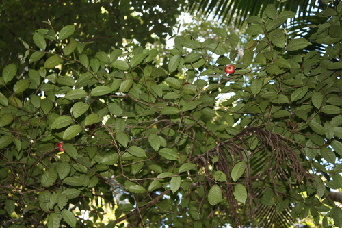 Syzygium hodgkinsoniae, photograph 2