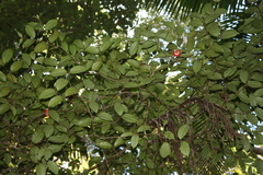 (c) O.Neate, some rights reserved (CC BY-SA) Syzygium hodgkinsoniae, photograph (c) O.Neate, some rights reserved (CC BY-SA)
