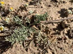 Lomatium nevadense