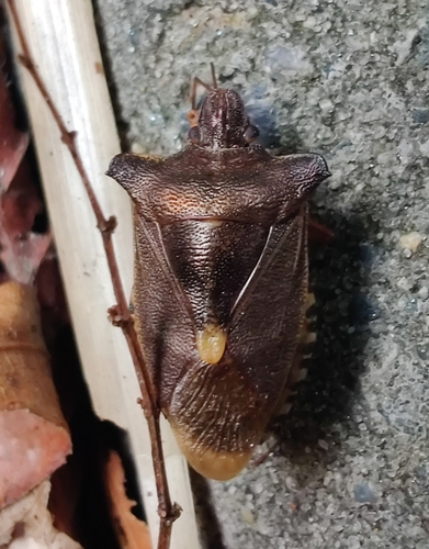 Forest Bug