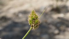 Carex subfusca