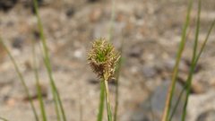 Carex subfusca