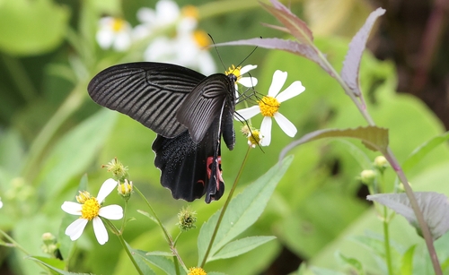 Spangle Swallowtail