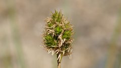 Carex subfusca