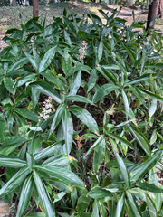 Pollia japonica, photograph (c) 大澤風季 ohsawa_Fuki, some rights reserved (CC BY)