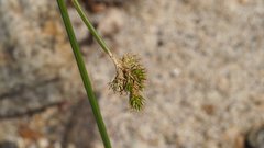 Carex subfusca