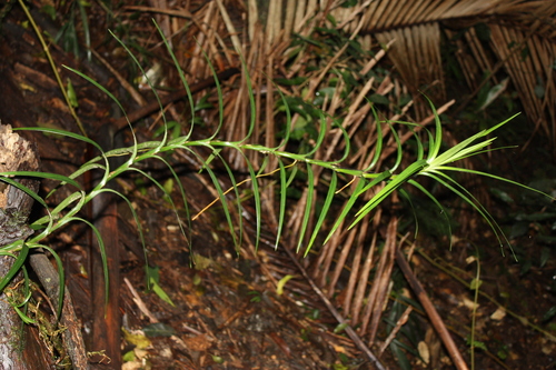 Freycinetia excelsa, photograph 2