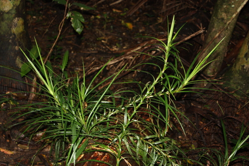 Freycinetia excelsa, photograph 3