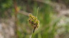 Carex subfusca