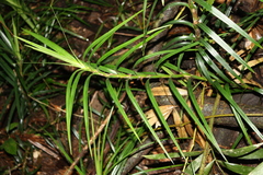 Freycinetia excelsa, photograph (c) O.Neate, some rights reserved (CC BY-SA)
