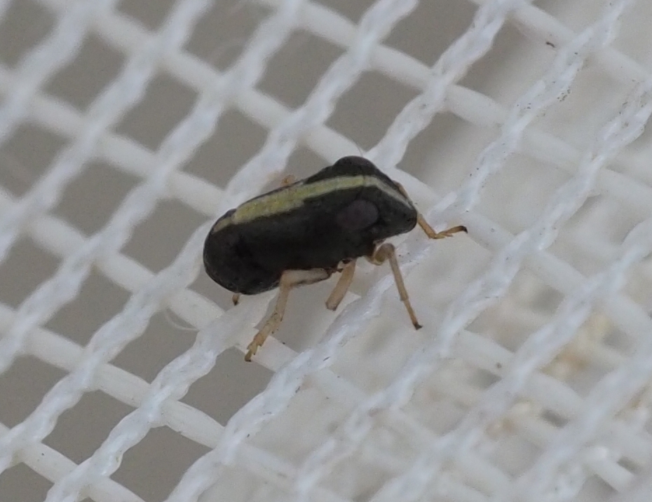 Caliscelinae