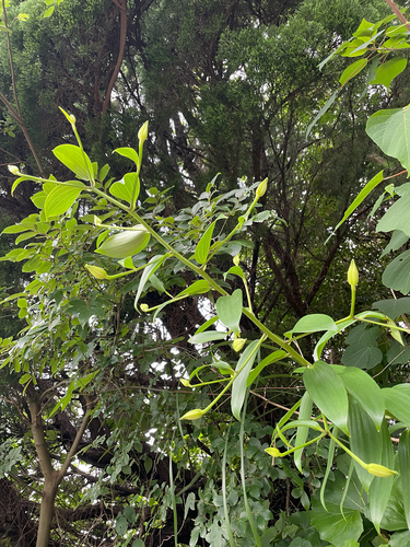 Lilium speciosum