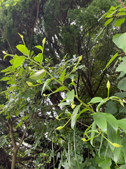 Lilium speciosum