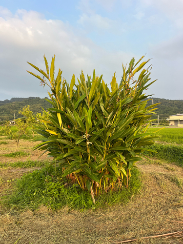 Shell ginger
