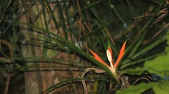 Freycinetia excelsa