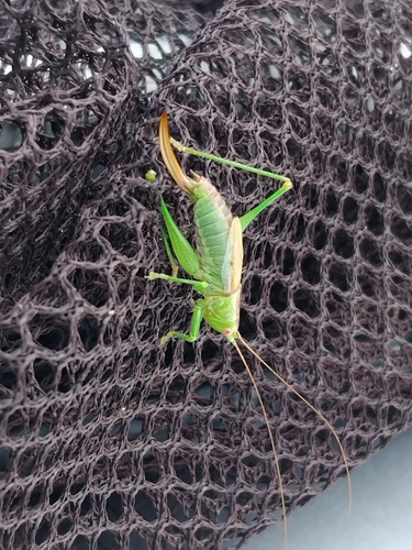 Short-winged Conehead
