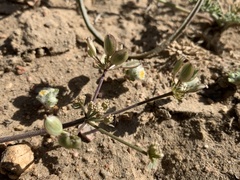 Lomatium nevadense