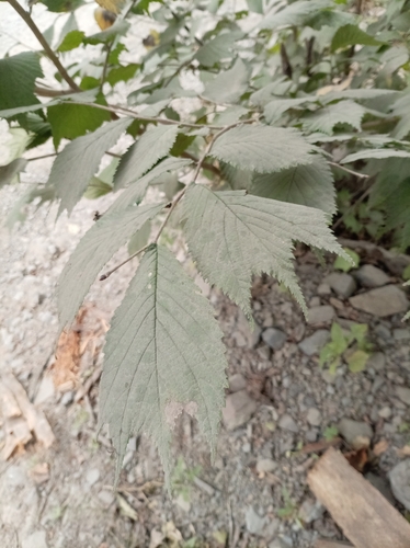 Ulmus laciniata observed 2026-09-13