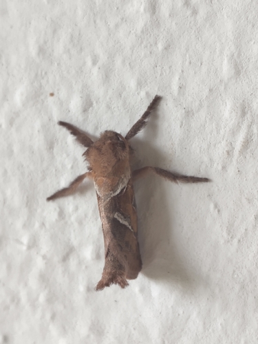 Orange Swift