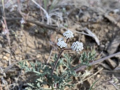 Lomatium nevadense