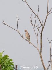 Cotinga amabilis