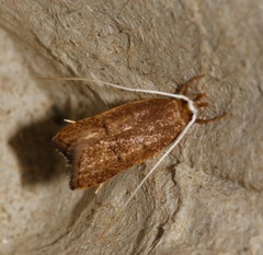 Lecitholaxa thiodora