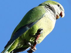 Myiopsitta monachus