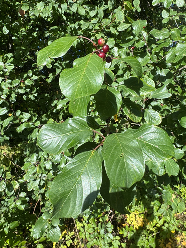 alder buckthorn