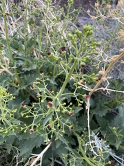 Scrophularia desertorum