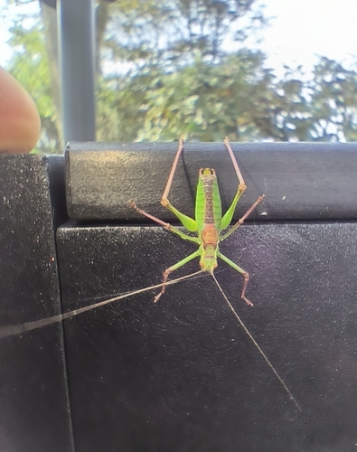 Speckled Bush-cricket