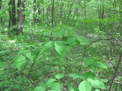 Lonicera xylosteum