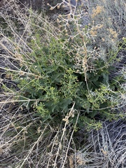 Scrophularia desertorum