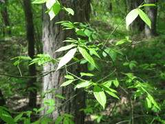 Euonymus verrucosus