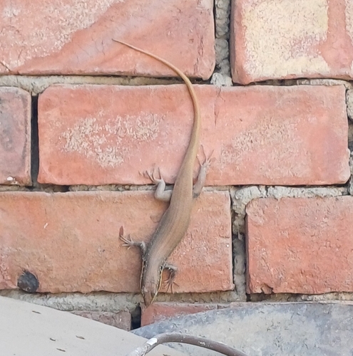 African Five-lined Skink