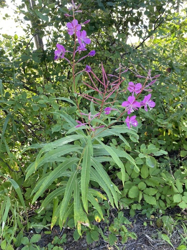 fireweed