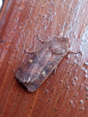 Square-spot Rustic