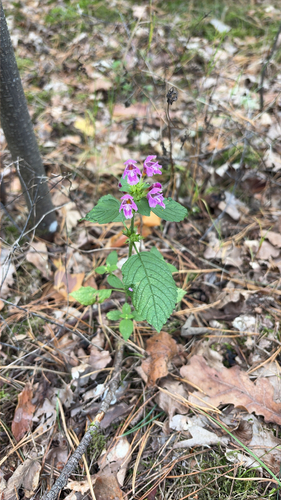 Hairy Hemp-nettle