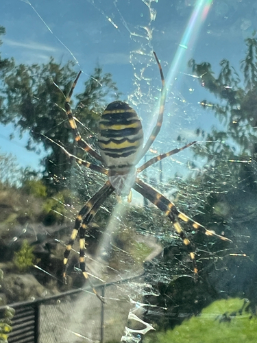 Wasp Spider