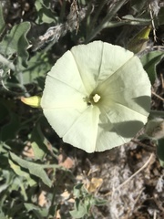 Calystegia malacophylla pedicellata