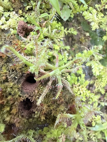 Drosera indica