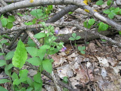 Pulmonaria obscura